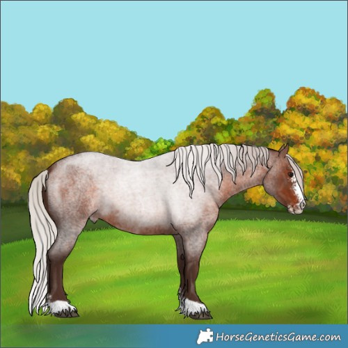Horse Color:Silver Brown Roan Sabino 