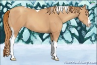 Horse Color:Gold Champagne Splash Tobiano 