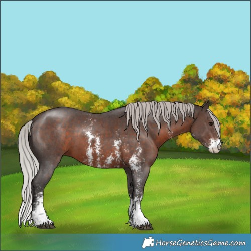 Horse Color:Silver Brown Sabino 