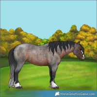 Horse Color:Brown Roan
