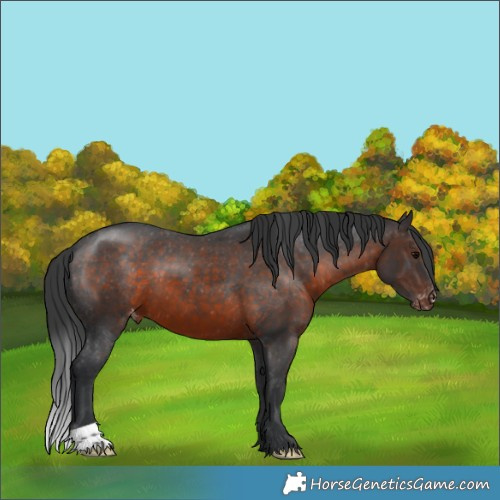 Horse Color:Brown Appaloosa 