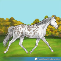 Horse Color:Silver Grullo Appaloosa 