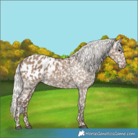 Horse Color:Silver Grullo Appaloosa 
