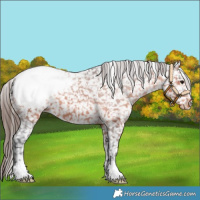Horse Color:Bay Appaloosa 