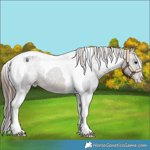 Horse Color:Brown Tobiano Appaloosa 