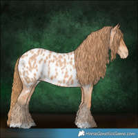 Horse Color:Red Roan Appaloosa 