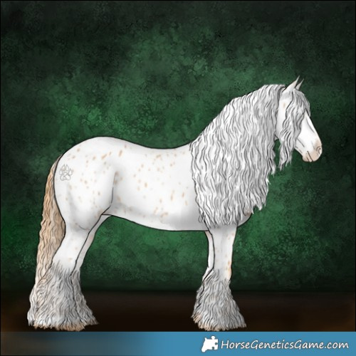 Horse Color:Red Roan Appaloosa 