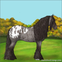 Horse Color:Liver Red Roan Appaloosa 