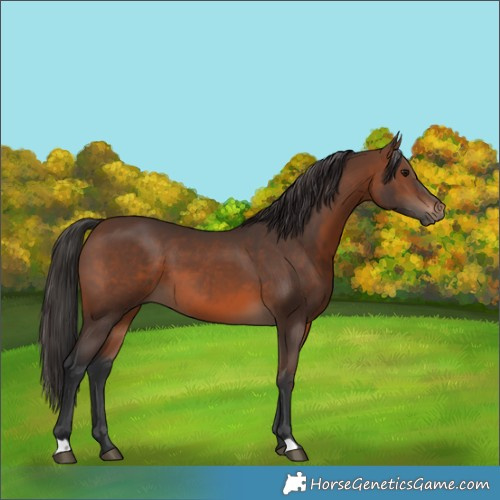 Horse Color:Brown 