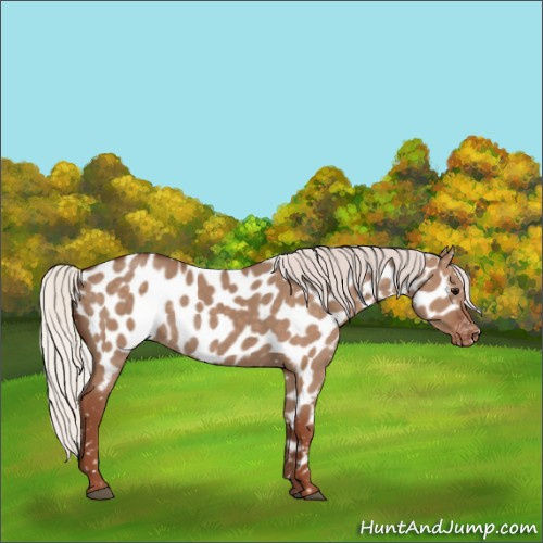 Horse Color:Silver Grullo Appaloosa Rabicano