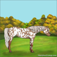 Horse Color:Silver Grullo Near Leopard Rabicano 