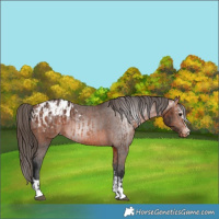 Horse Color:Bay Appaloosa  and Gray Bay Appaloosa 