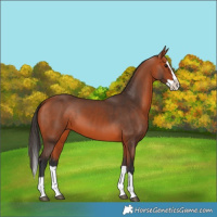 Horse Color:Bay Splash 