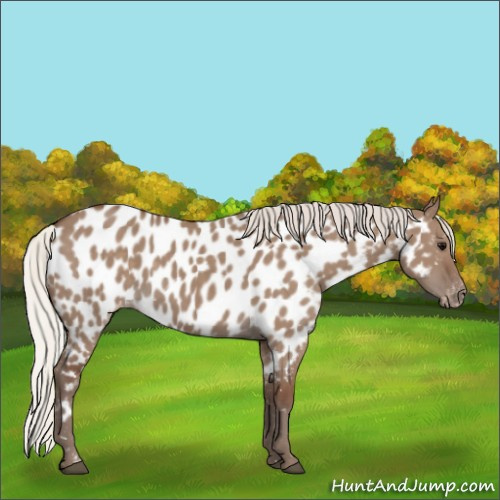 Horse Color:Silver Grullo Appaloosa