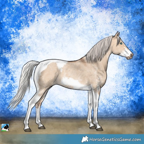 Horse Color:Silver Bay Dun Sabino Tobiano Frame Rabicano 