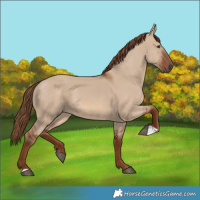 Horse Color:Red Dun 