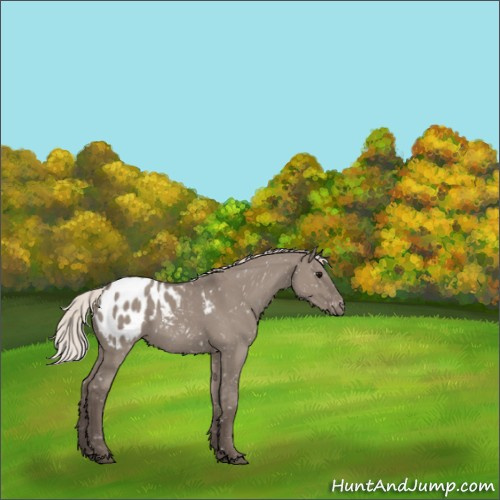 Horse Color:Silver Grullo Appaloosa 