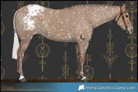 Horse Color:Silver Grullo Snowflake Varnish 