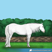 Horse Color:Silver Grullo Appaloosa 