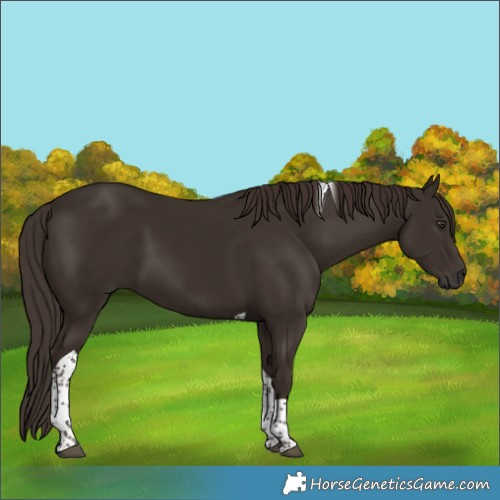 Horse Color:Liver Chestnut Tobiano 