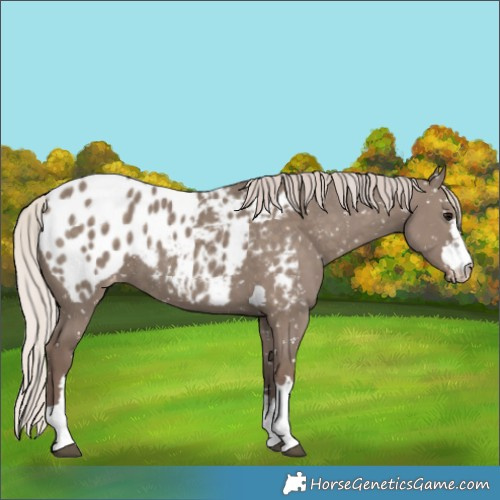 Horse Color:Silver Grullo Appaloosa 