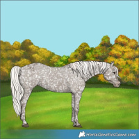 Horse Color:Silver Grullo Appaloosa 