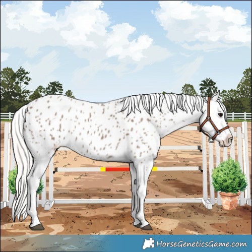 Horse Color:Silver Grullo Appaloosa