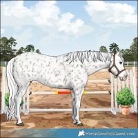 Horse Color:Silver Grullo Appaloosa