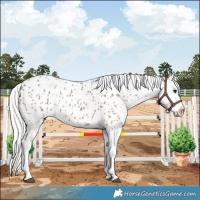 Horse Color:Silver Grullo Appaloosa