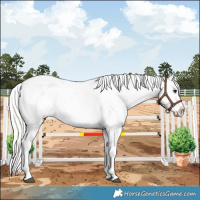 Horse Color:Silver Grullo Appaloosa