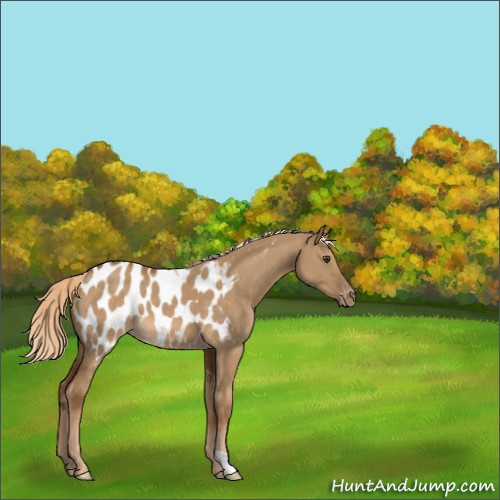 Horse Color:Chocolate Palomino Dun Appaloosa 