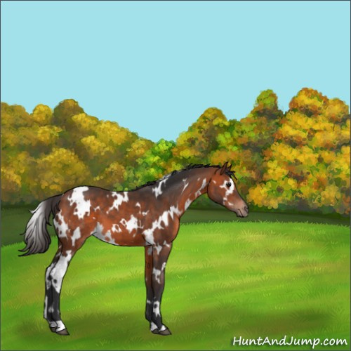 Horse Color:White Spotted Bay 