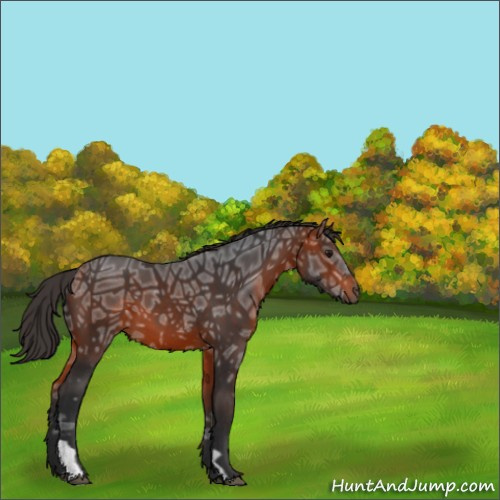Horse Color:Bay Ice 