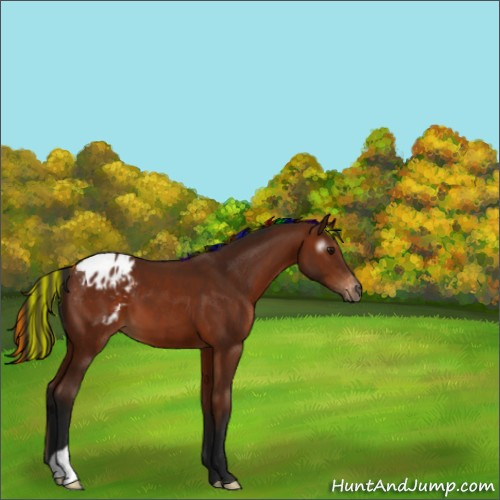 Horse Color:Gray Painted Bay Appaloosa 