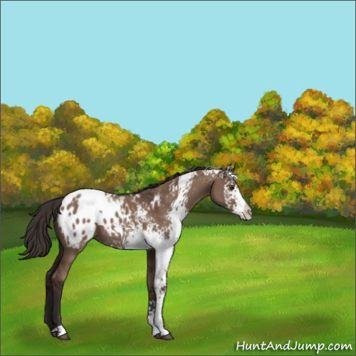 Horse Color:White Spotted Liver Red Dun Appaloosa 