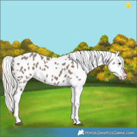 Horse Color:Silver Grullo Appaloosa 