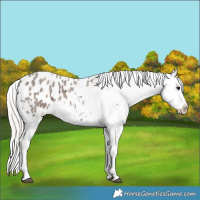 Horse Color:Silver Blue Roan Appaloosa 