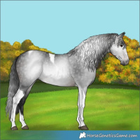 Horse Color:Gray Brown Tobiano