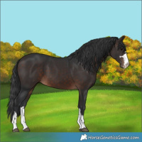 Horse Color:Brown 