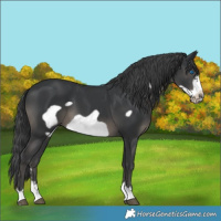 Horse Color:Black Frame 