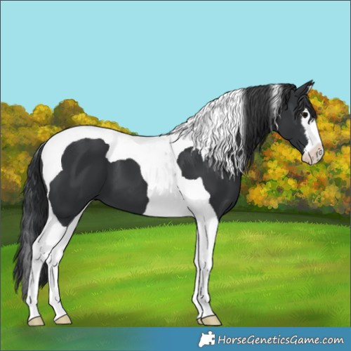 Horse Color:Black Splash Tobiano 