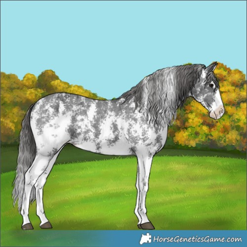 Horse Color:Black Sabino Splash Appaloosa 