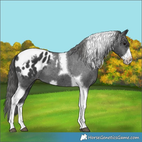 Horse Color:Black Tobiano Frame Appaloosa 