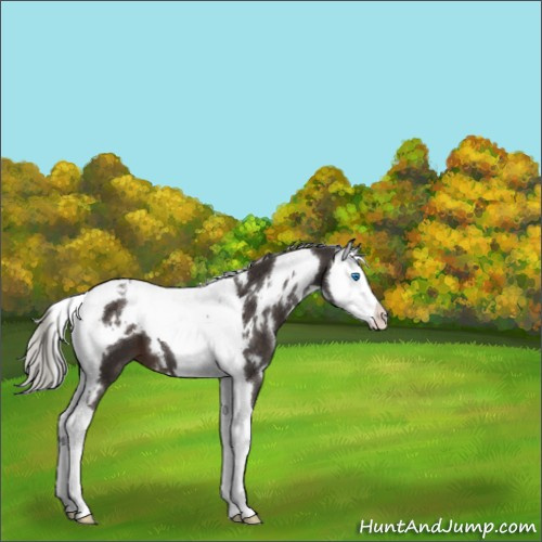 Horse Color:White Spotted Liver Chestnut Mushroom Splash Tobiano 