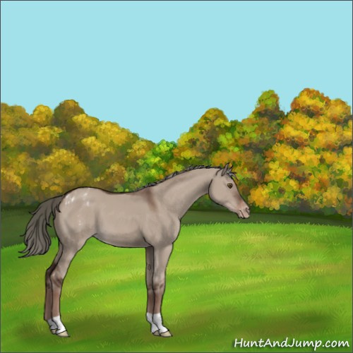 Horse Color:Liver Red Dun Mushroom Appaloosa 