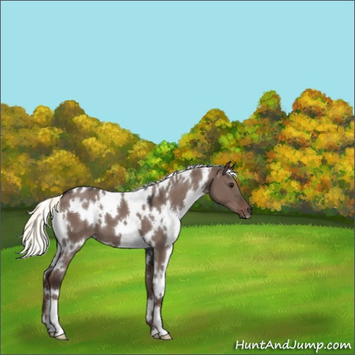 Horse Color:White Spotted Liver Red Dun Mushroom 