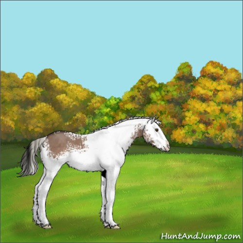 Horse Color:White Spotted Liver Red Dun Mushroom 