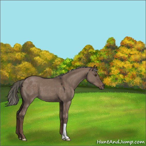 Horse Color:Liver Red Dun Mushroom 