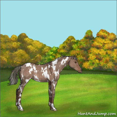 Horse Color:White Spotted Liver Red Dun Mushroom 