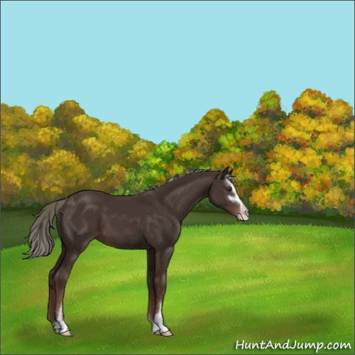 Horse Color:Liver Chestnut Mushroom Sabino 